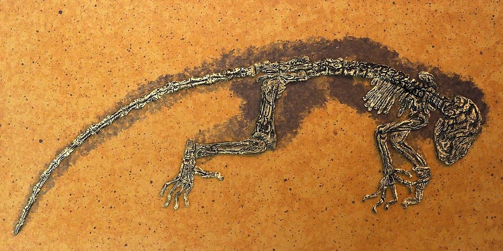 Reproduction of Darwinius masillae holotype fossil (specimen PMO 214.214)