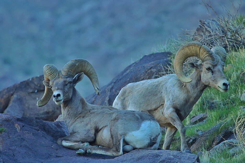 Desert Bighorn Rams
