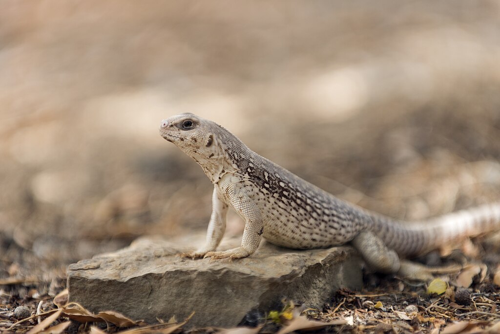 Desert iguana