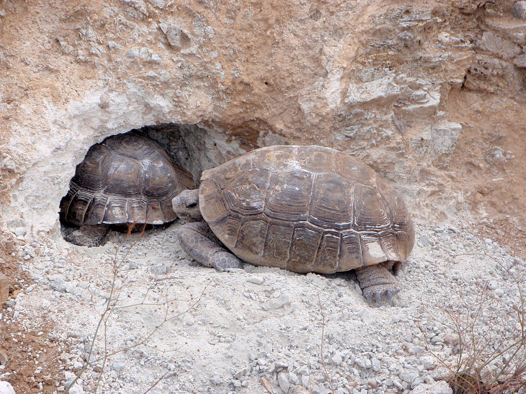 Desert tortoise (Gopherus agassizii) at burrow