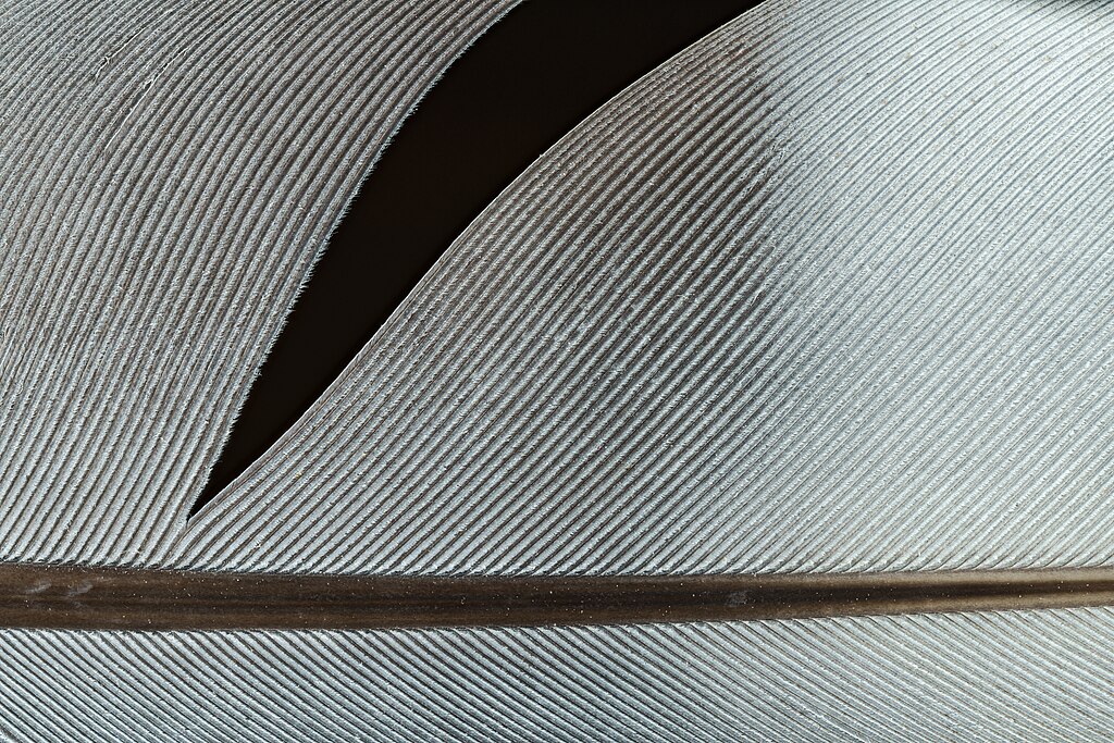 Detail of pale white dove feather
