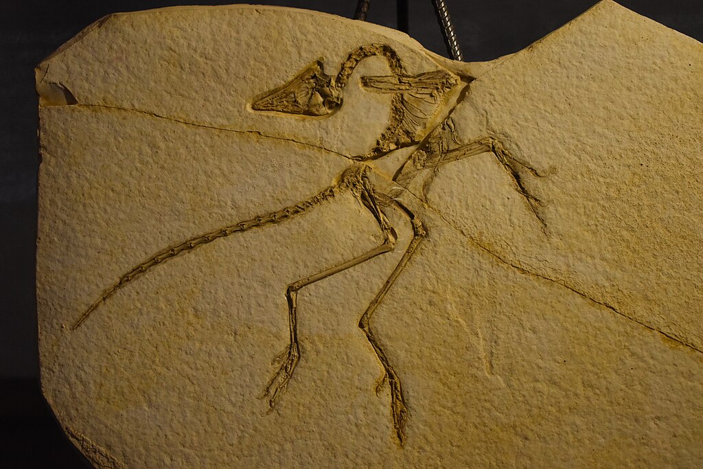 Archaeopteryx