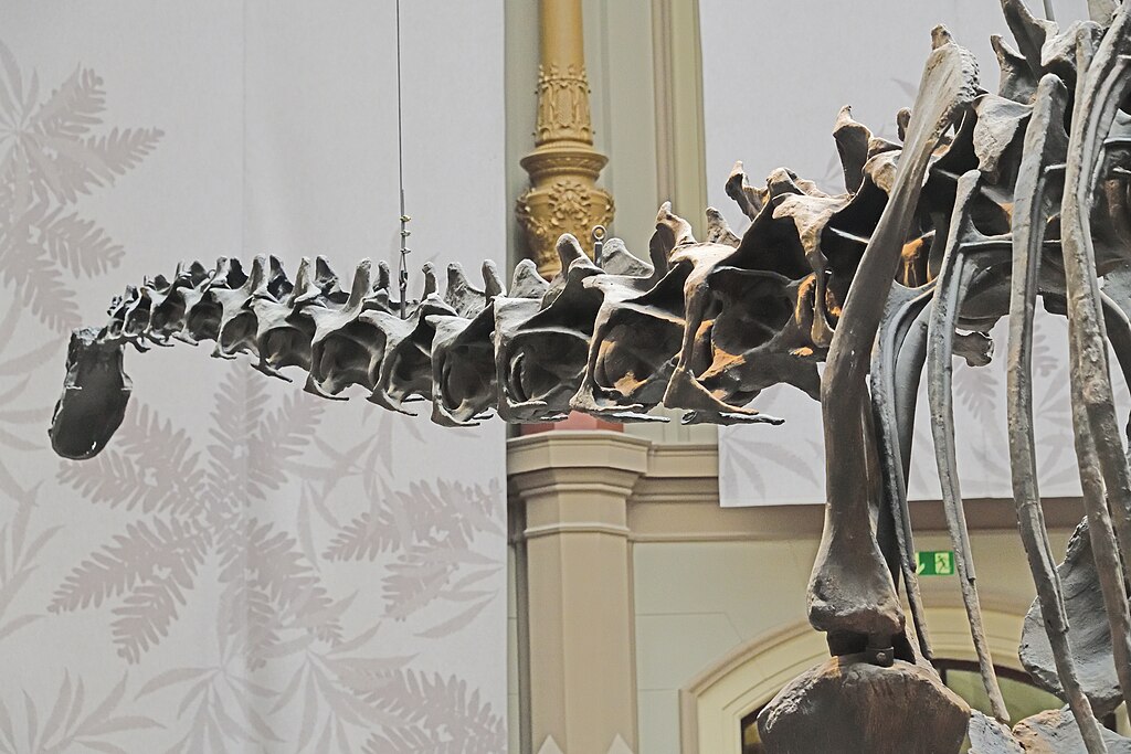 Diplodocus Carnegii skeleton in Museum für Naturkunde Berlin