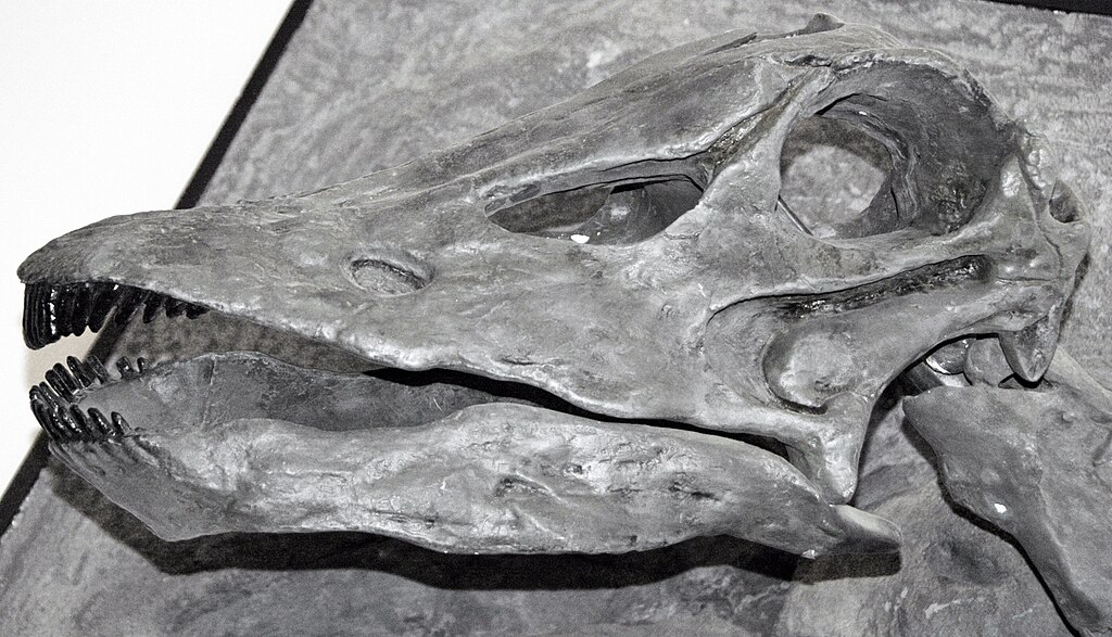 Diplodocus sp. - sauropod dinosaur skull from the Jurassic of Utah, USA. 