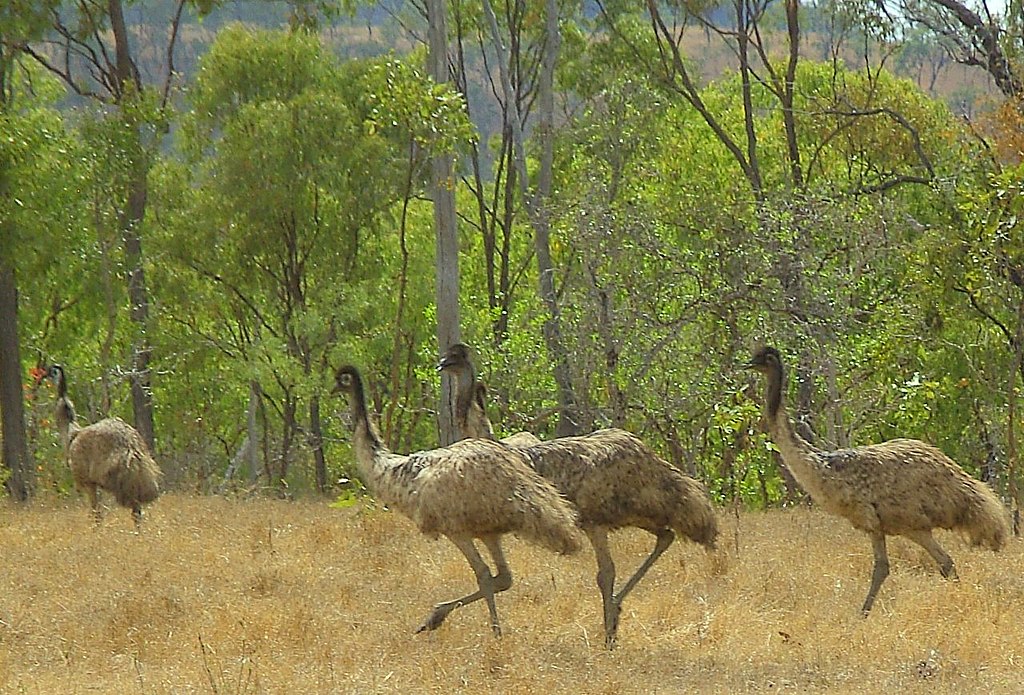 Emus Dromaius novaehollandiae, Tea Tree Creek, Victoria, Australia