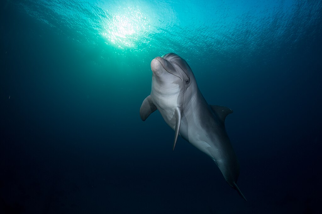 Dolphin in Eilat, Israel