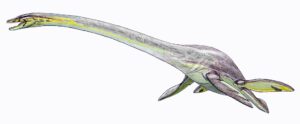 Elasmosaurus: The Long-Necked Wonder of the Ancient Seas – Dino World