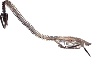 Elasmosaurus: The Long-Necked Wonder of the Ancient Seas – Dino World