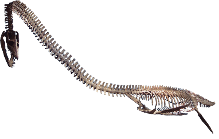 Elasmosaurus: The Long-Necked Wonder of the Ancient Seas – Dino World