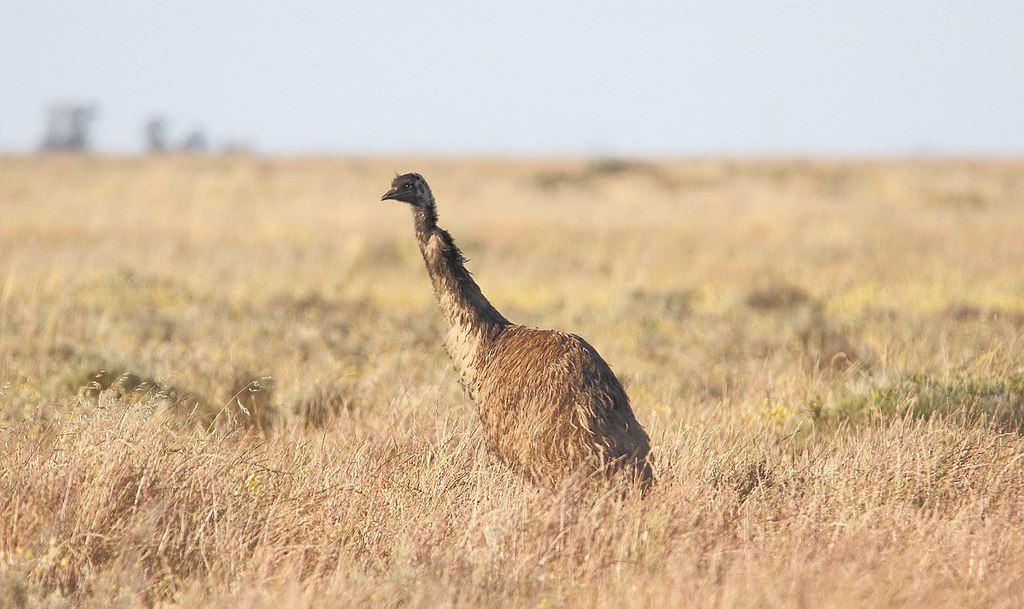Emu (Dromaius novaehollandiae)