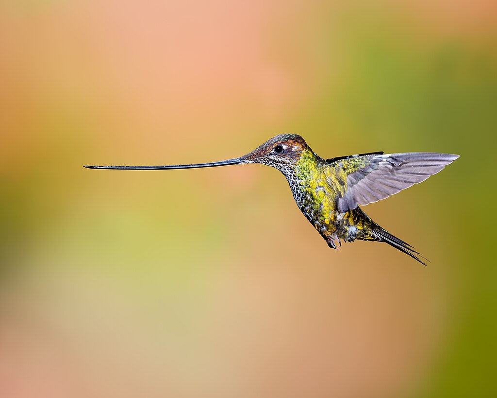 Sword-billed hummingbirds