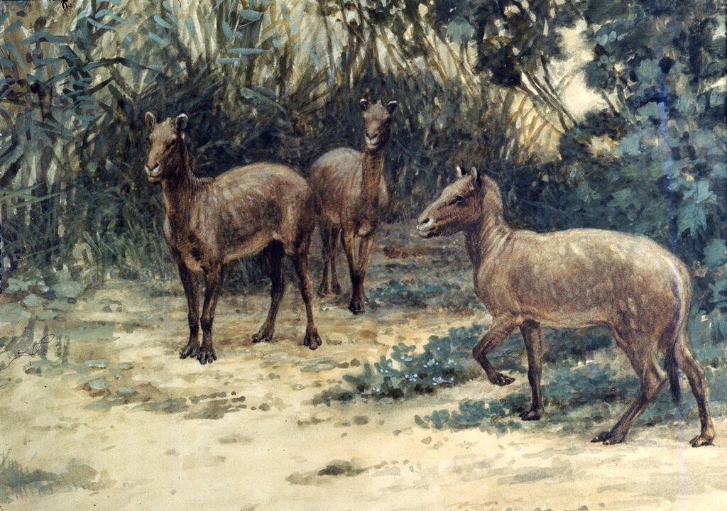 Eohippus Painting at the AMNH