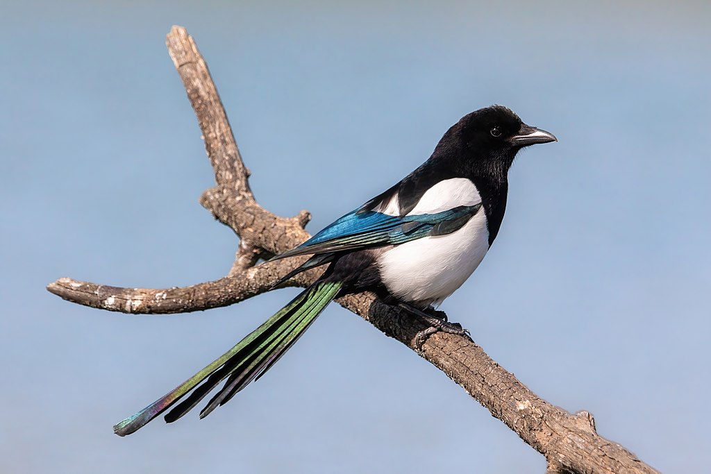 Eurasian magpie (Pica pica) perched on a branch in Gennevilliers, France.