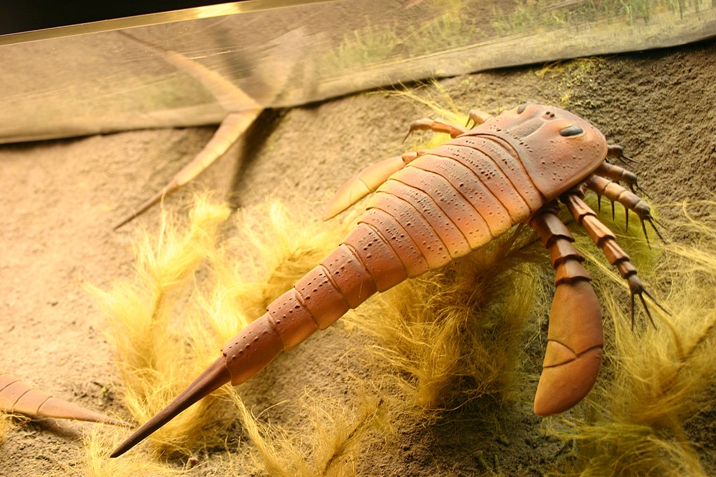 Eurypterus exhibited in Smithsonian National Museum of Natural History: Hall of Fossils