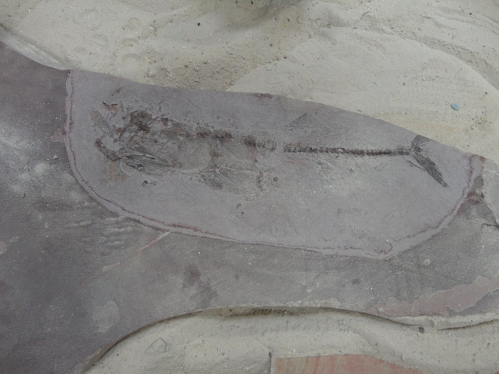 Fish fossil, Desert Museum, Mexico