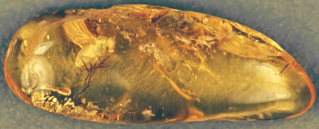 Fly in amber (Amber Formation, Middle Eocene; Yantarnyi, Samland Peninsula along the Baltic Sea, far-western Russia)