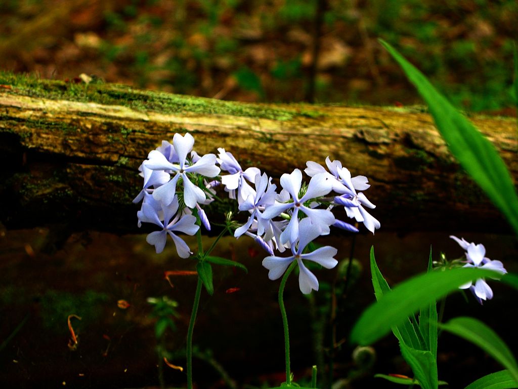 Forest Flowers