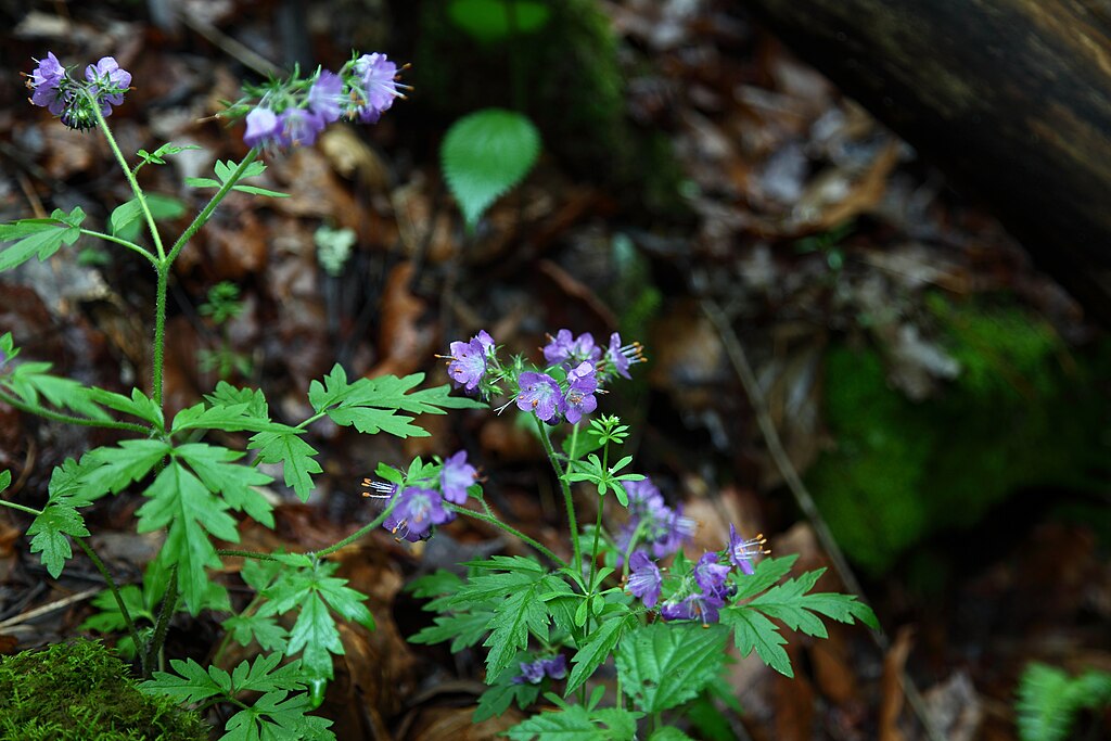 Forest Flowers Spring
