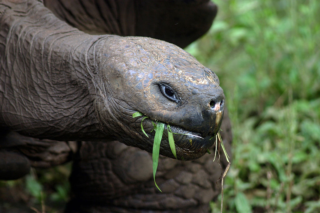 Galápagos tortoise Santa Cruz