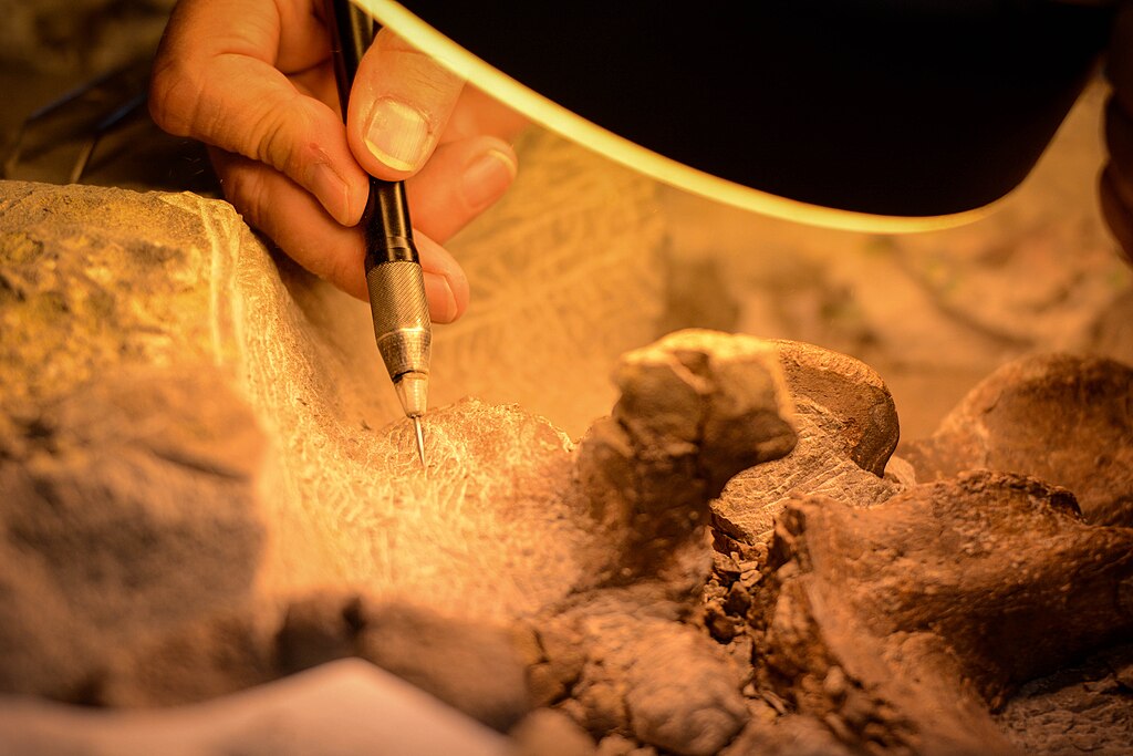 A BLM volunteer uses a compressed air tool called an air scribe, which operates like a miniature jackhammer, to chip through the hard rock matrix that covers the fossil.