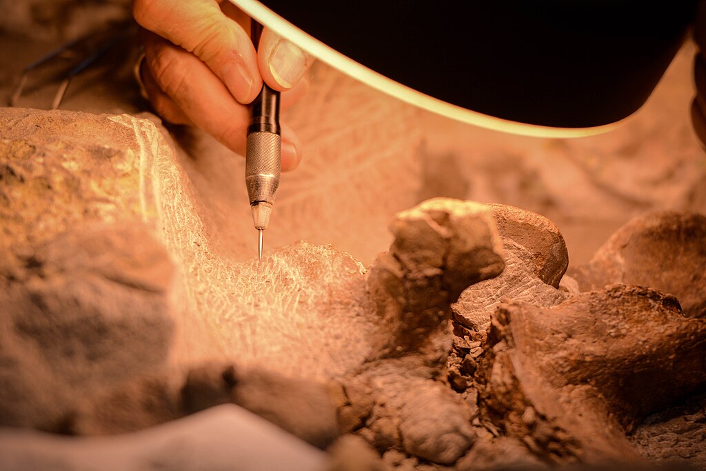 A BLM volunteer uses a compressed air tool called an air scribe, which operates like a miniature jackhammer, to chip through the hard rock matrix that covers the fossil.