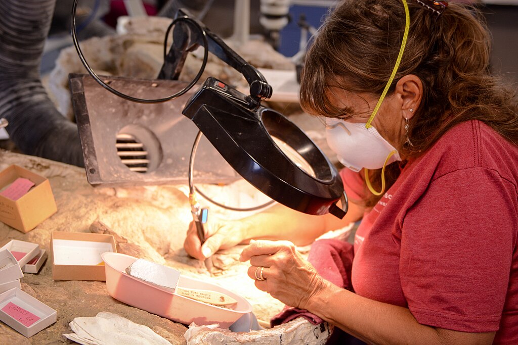 BLM volunteer Lynn Marshall uses a compressed air tool called an air scribe, which operates like a miniature jackhammer, to chip through the hard rock matrix that covers a tyrannosaur foot bone.