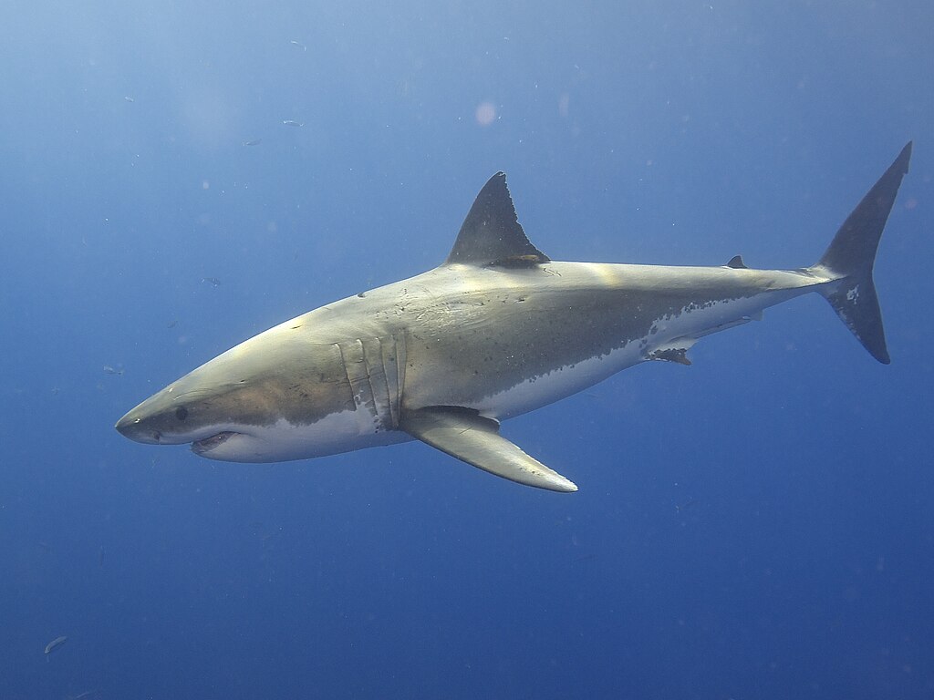Great White Shark