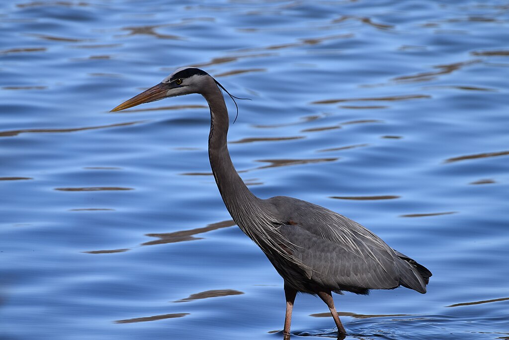 Great blue heron