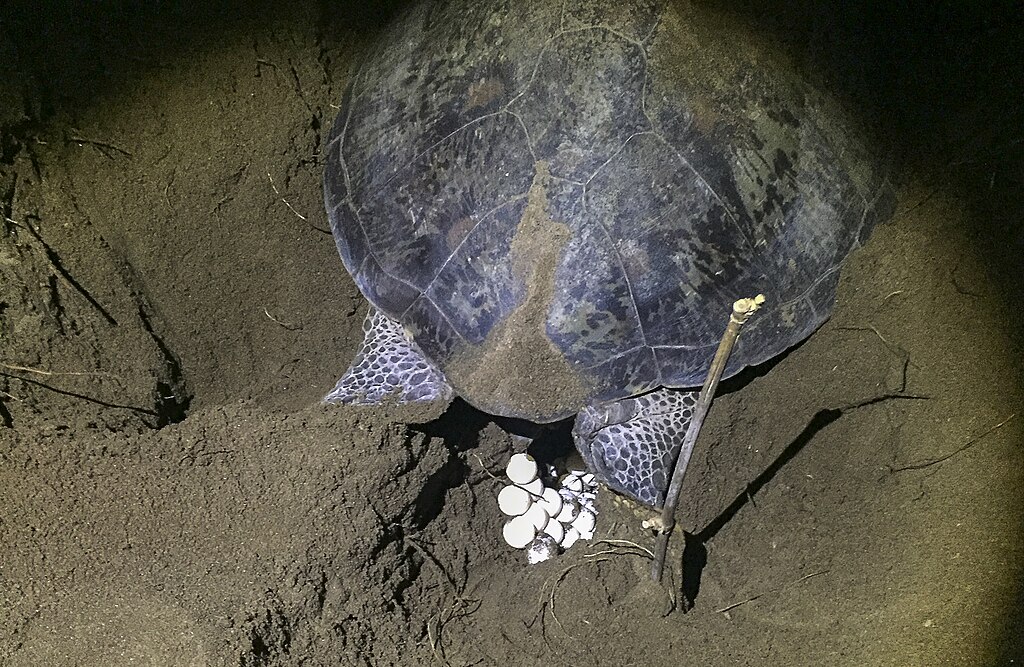 Green Sea-Turtle laying eggs