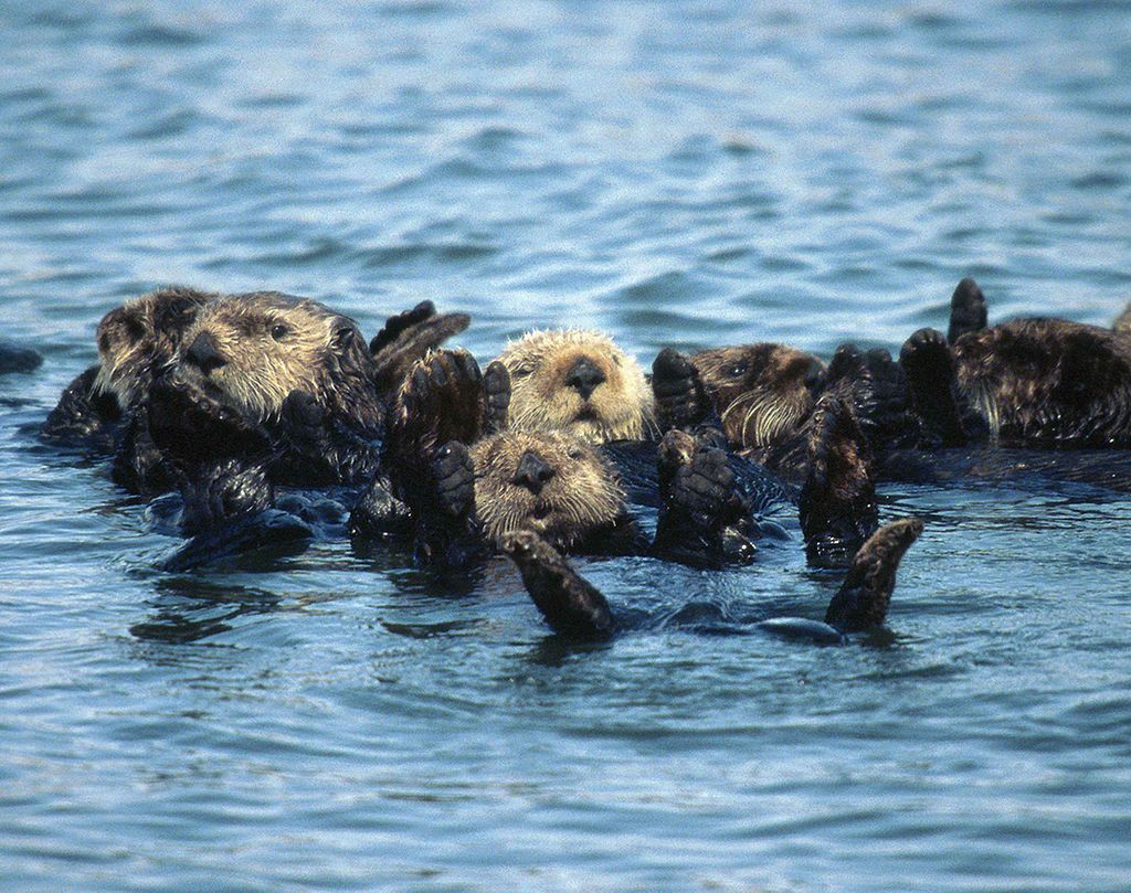 Group of sea otters enhydra lutris
