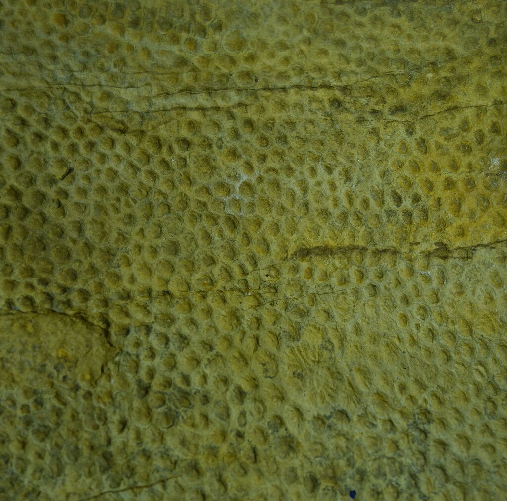Hadrosaur skin