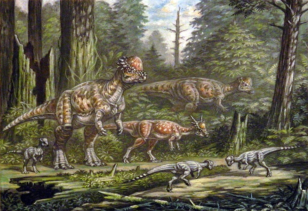 Pachycephalosaurus, Stygimoloch, Sphaerotholus.