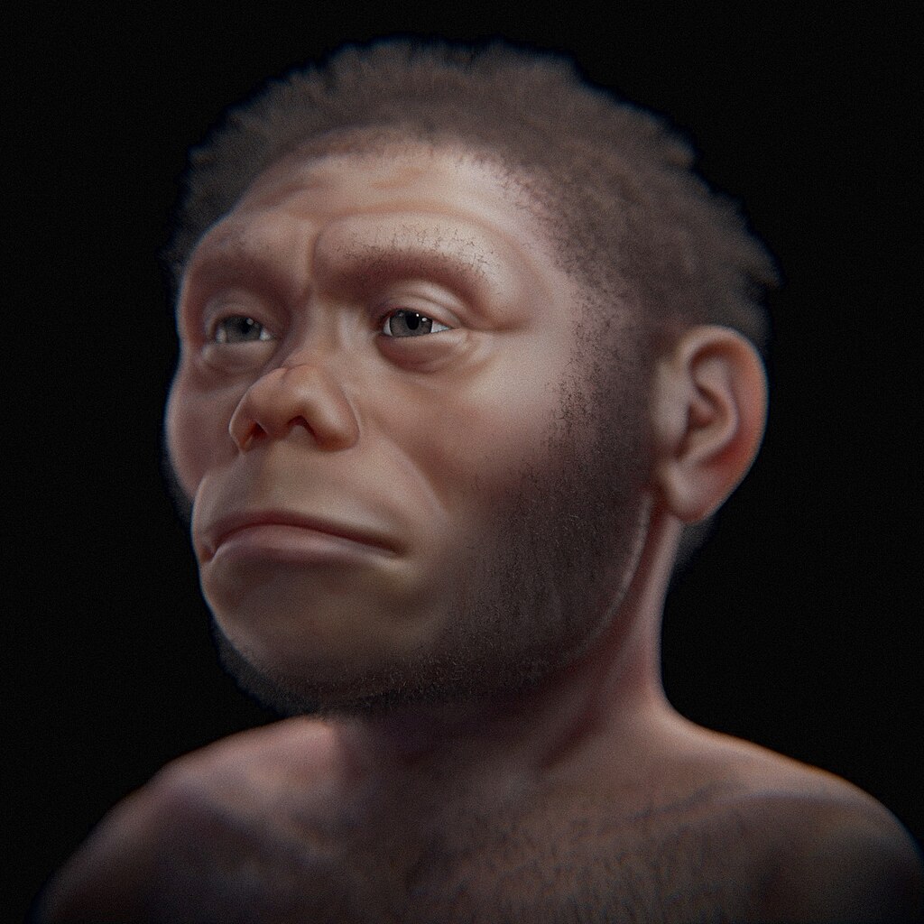 Homo floresiensis - facial approximation