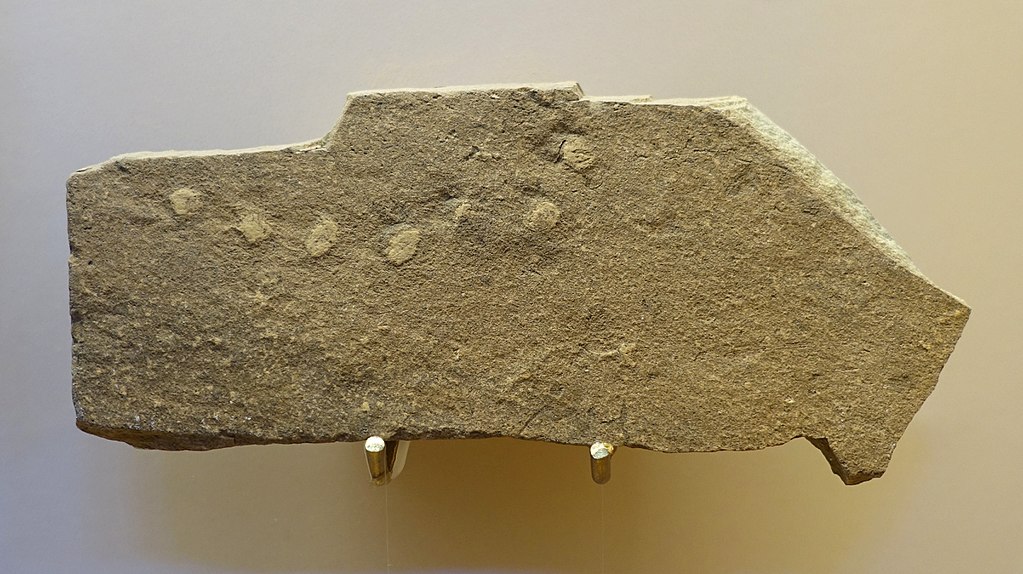 Horodyskia fossils, about 1.4 billion years old