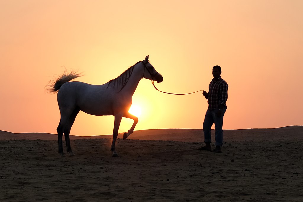 horse and man