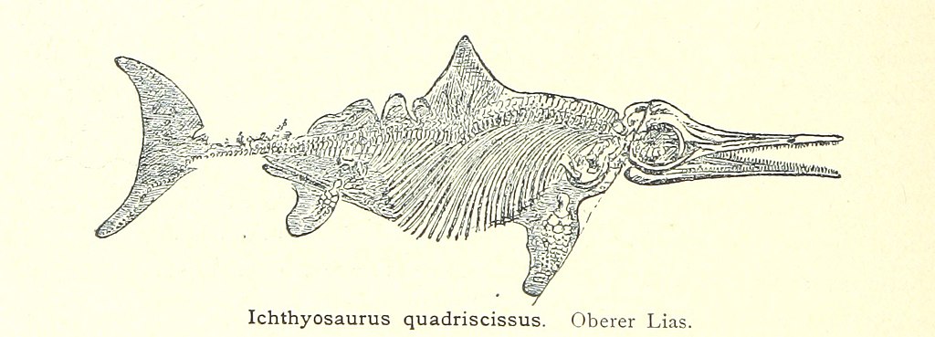 Ichthyosaurus quadriscissus