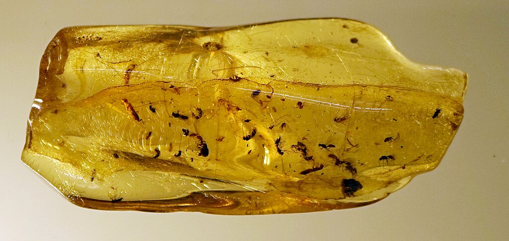 Insects in amber