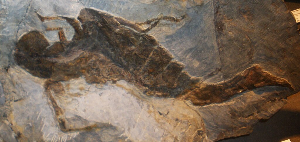 Jaekelopterus rhenaniae