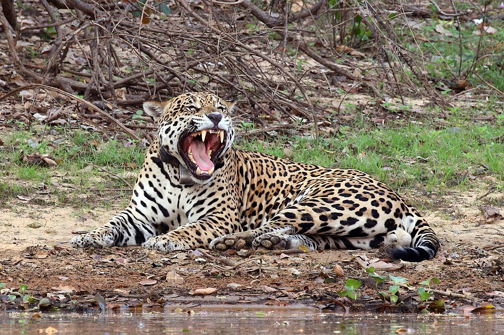 Jaguar (Panthera onca palustris) male yawning, Rio Negro, the Pantanal, Brazil.