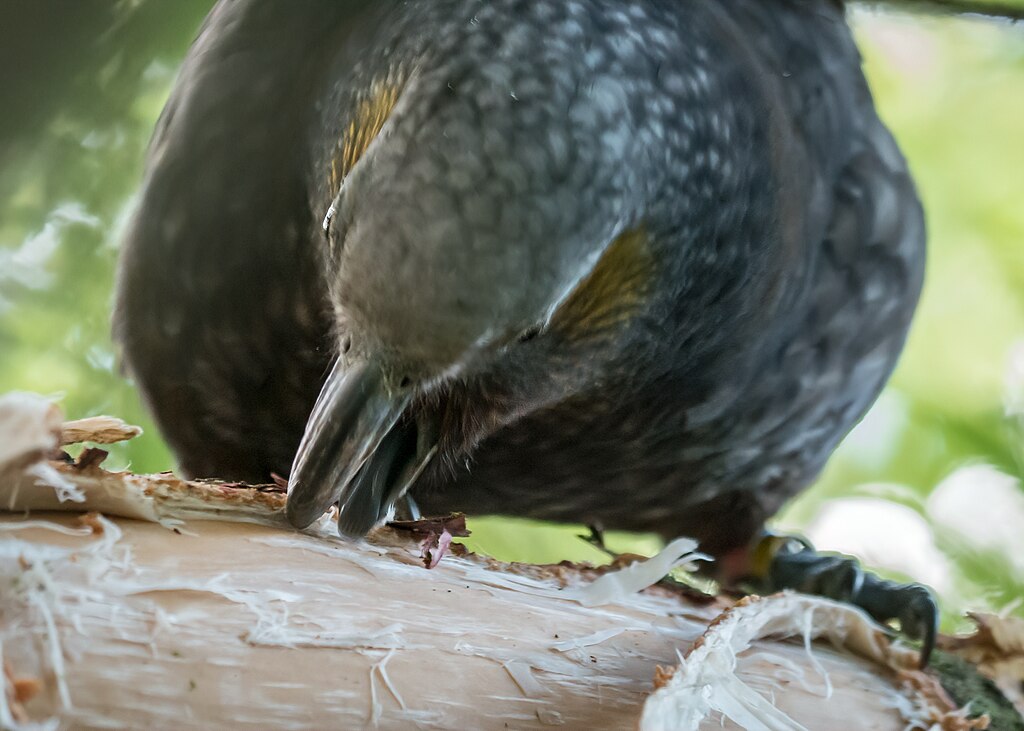 Kākā parrot sap-feeding on an exotic Norfolk pine tree in a suburban garden in Wellington