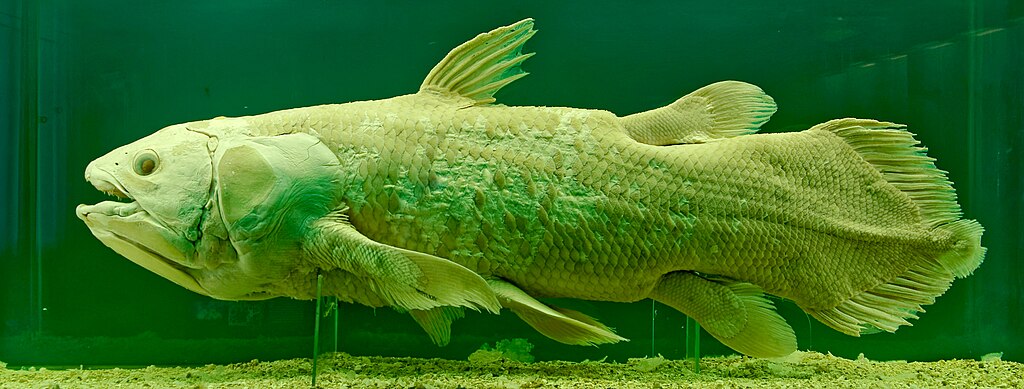 Latimeria chalumnae, scientific genus of the living coelacanth fish