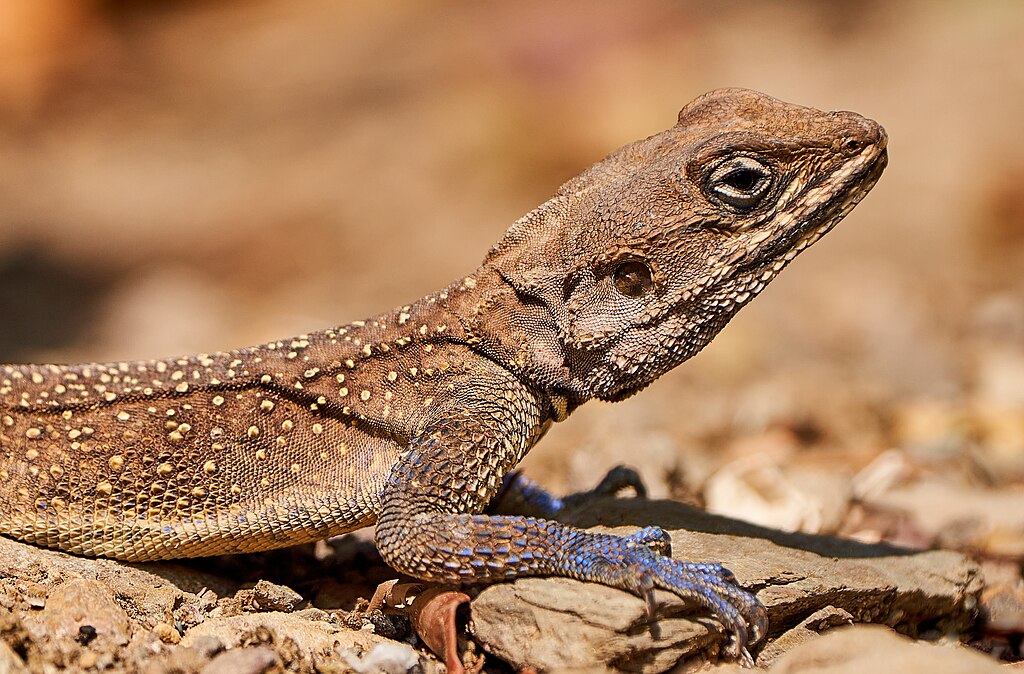 Laudakia tuberculata AKA Kashmiri rock amaga lizard