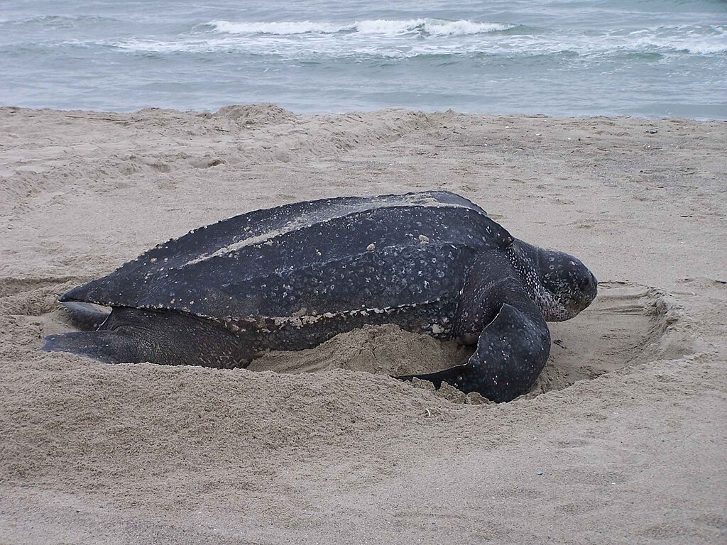 Leatherback turtlle nesting dermochelys coriacea
