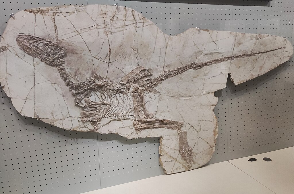 Dromaeosauridae indet., Liaoning Palaeontological Museum