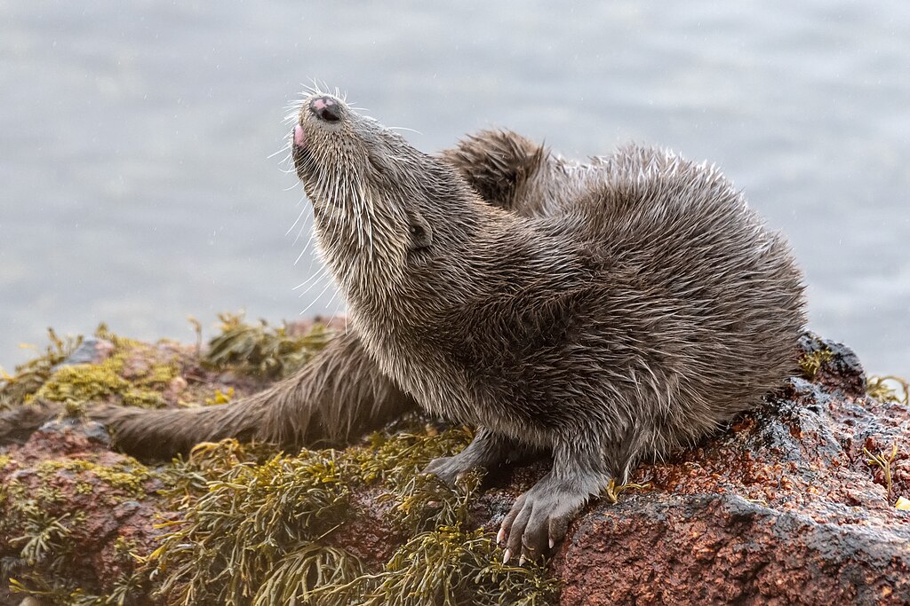otter