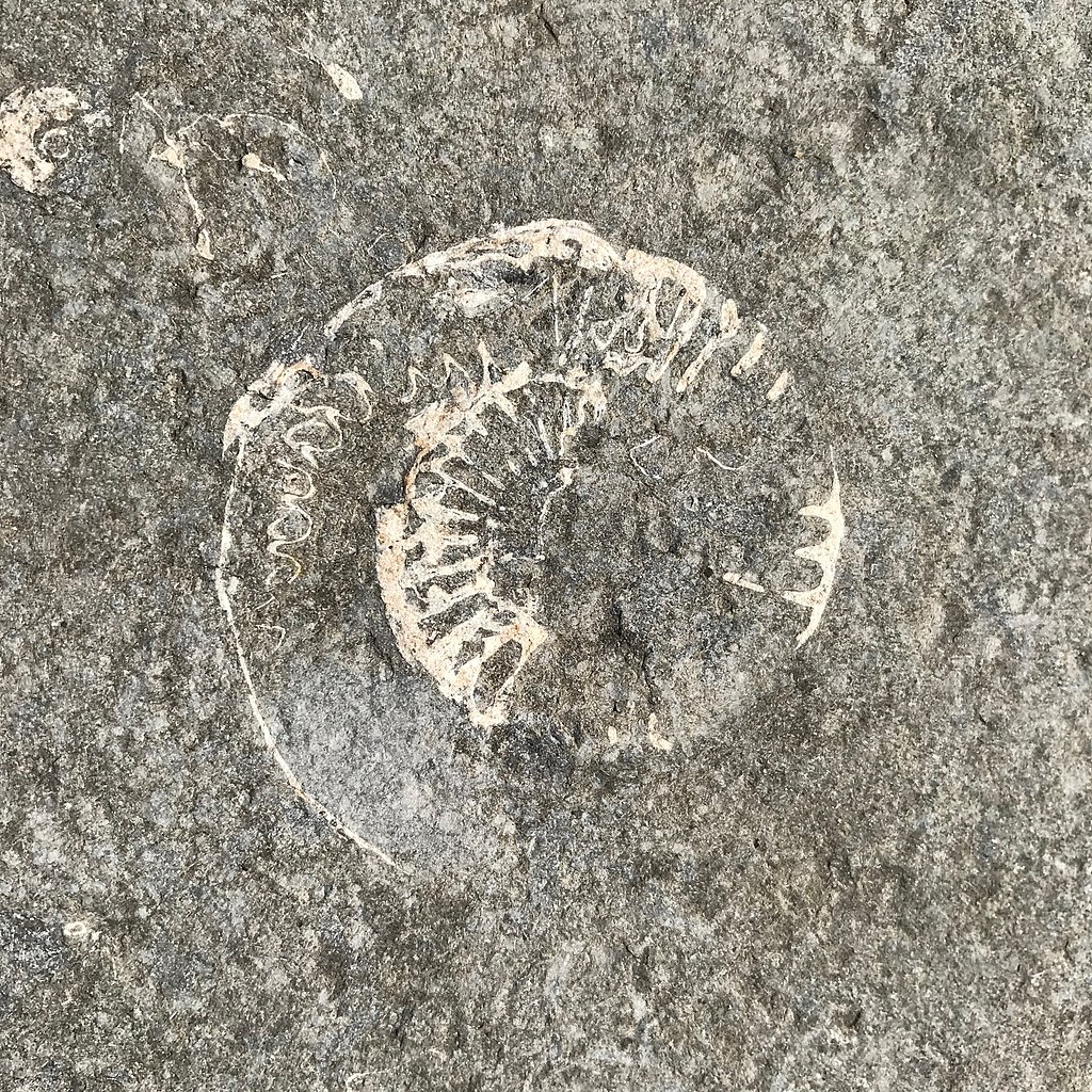 Lyme Regis ammonite