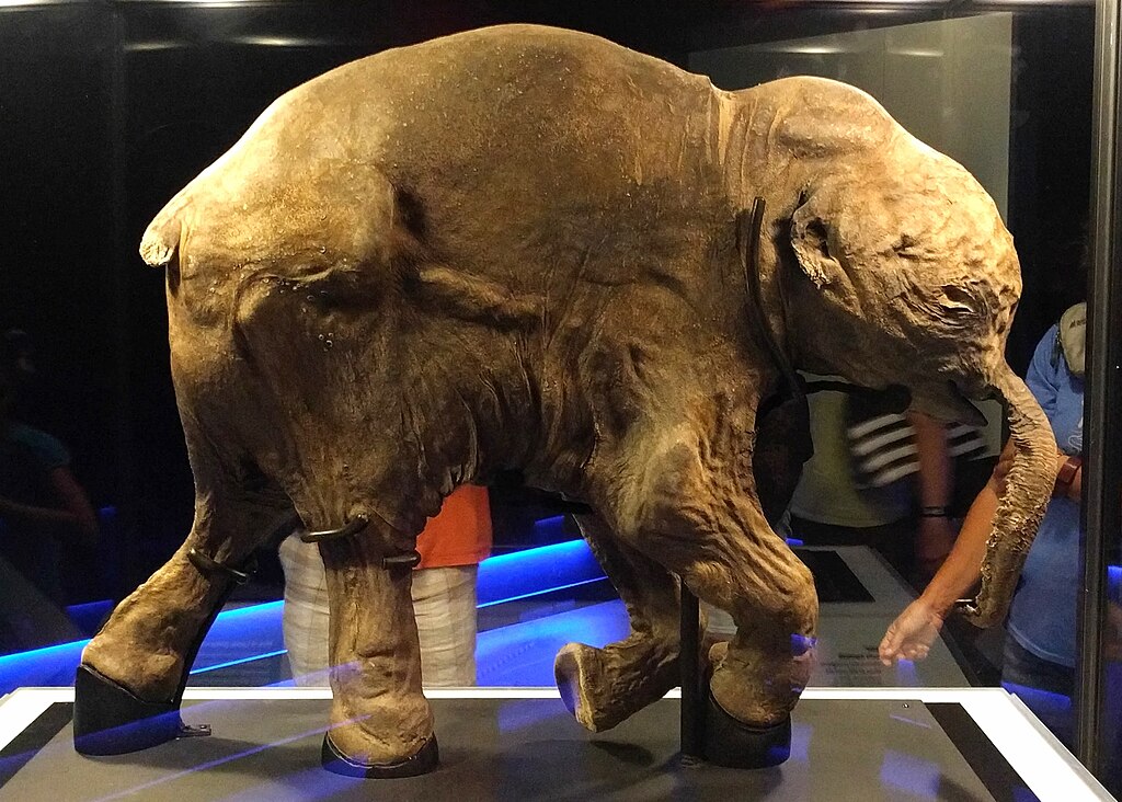 Lyuba the mummified baby mammoth