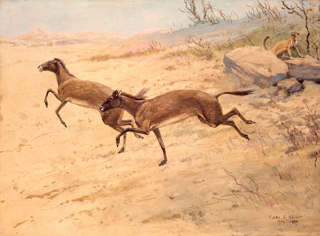 Mesohippus
