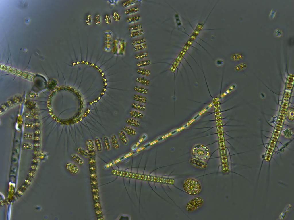 Mixed phytoplankton community