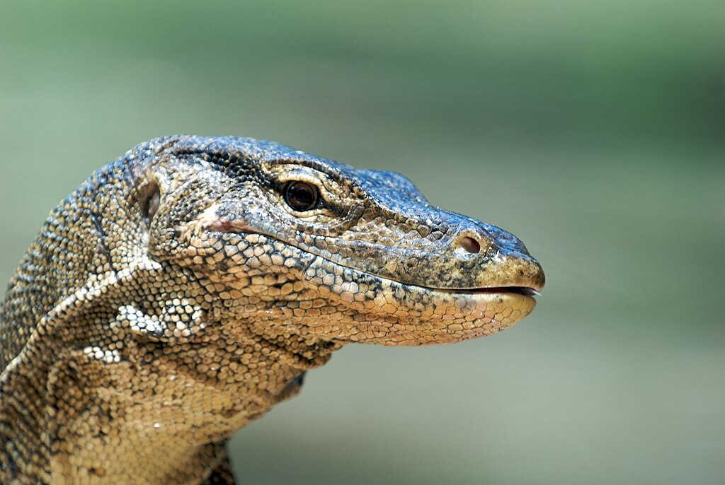Monitor Lizard